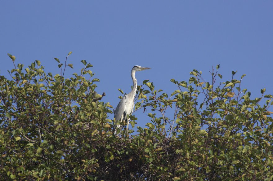 Brandenburg. Vogel. Graureiher (Ardea cinerea) Fischreiher.
21. 10. 2012. Brandenburg. Auf künstlicher Insel zwischen der der Havel-Oder-Wasserstraße und dem Nieder-Neuendorfer See. Vogel. Vögel. Graureiher (Ardea cinerea) Fischreiher.
Schlüsselwörter: Ardea cinerea;birds;Brandenburg;Fauna;Fischreiher;Graureiher;Kormorane;Phalacrocorax carbo;Schreitvogel;Tiere;Vogel;Vöge;Vögel;2012