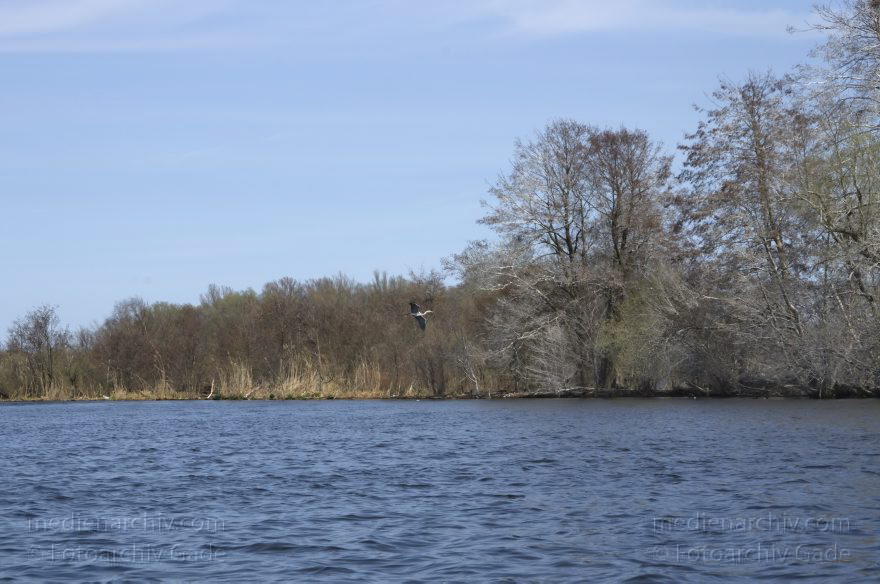 Brandenburg. Vogel. Graureiher (Ardea cinerea) Fischreiher.
21. 4. 2013. Brandenburg. Künstliche Insel zwischen der Havel-Oder-Wasserstraße und dem Nieder-Neuendorfer See. Fauna. Tiere. Vogel. Vögel. Graureiher (Ardea cinerea) Fischreiher.
Schlüsselwörter: Ardea cinerea;birds;Brandenburg;Fauna;Fischreiher;Graureiher;Schreitvogel;Tiere;Vogel;Vögel;2013