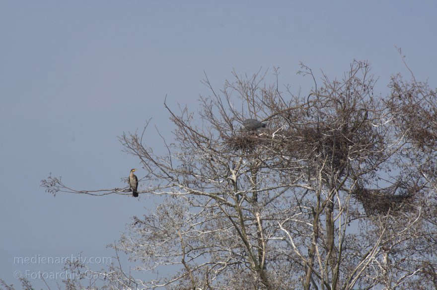 Brandenburg. Vogel. Graureiher (Ardea cinerea) Fischreiher.
24. 4. 2013. Brandenburg. Künstliche Insel zwischen der der Havel-Oder-Wasserstraße und dem Niederneuendorfer See. Vogel. Vögel. Brutkolonie. Nester. Graureiher (Ardea cinerea) Fischreiher.
Schlüsselwörter: Ardea cinerea;birds;Brandenburg;Fauna;Fischreiher;Graureiher;Niederneuendorfer See;Schreitvogel;Tiere;Vogel;Vöge;Vögel;2013