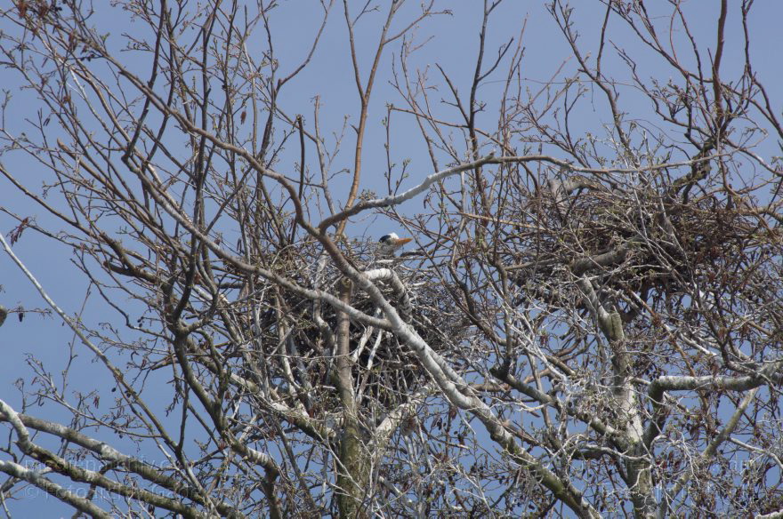 Brandenburg. Vogel. Graureiher (Ardea cinerea) Fischreiher.
24. 4. 2013. Brandenburg. Künstliche Insel zwischen der der Havel-Oder-Wasserstraße und dem Niederneuendorfer See. Vogel. Vögel. Brutkolonie. Nester. Graureiher (Ardea cinerea) Fischreiher.
Schlüsselwörter: Ardea cinerea;birds;Brandenburg;Fauna;Fischreiher;Graureiher;Niederneuendorfer See;Schreitvogel;Tiere;Vogel;Vöge;Vögel;2013