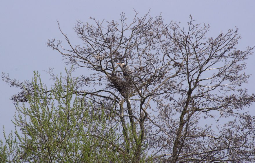 Brandenburg. Vogel. Graureiher (Ardea cinerea) Fischreiher.
24. 4. 2013. Brandenburg. Künstliche Insel zwischen der der Havel-Oder-Wasserstraße und dem Niederneuendorfer See. Vogel. Vögel. Brutkolonie. Nester. Graureiher (Ardea cinerea) Fischreiher.
Schlüsselwörter: Ardea cinerea;birds;Brandenburg;Fauna;Fischreiher;Graureiher;Niederneuendorfer See;Schreitvogel;Tiere;Vogel;Vöge;Vögel;2013