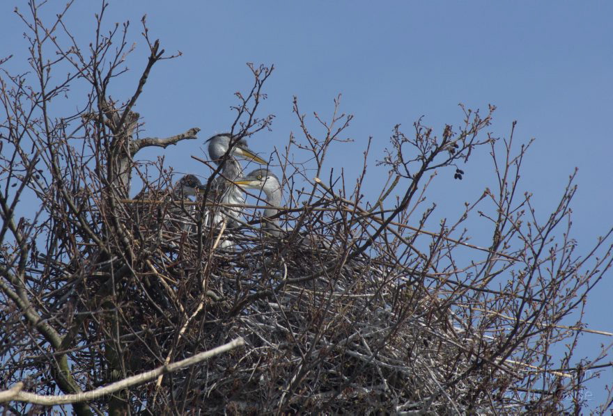 Brandenburg. Vogel. Graureiher (Ardea cinerea) Fischreiher.
24. 4. 2013. Brandenburg. Künstliche Insel zwischen der der Havel-Oder-Wasserstraße und dem Niederneuendorfer See. Vogel. Vögel. Brutkolonie. Nester. Graureiher (Ardea cinerea) Fischreiher.
Schlüsselwörter: Ardea cinerea;birds;Brandenburg;Fauna;Fischreiher;Graureiher;Niederneuendorfer See;Schreitvogel;Tiere;Vogel;Vöge;Vögel;2013