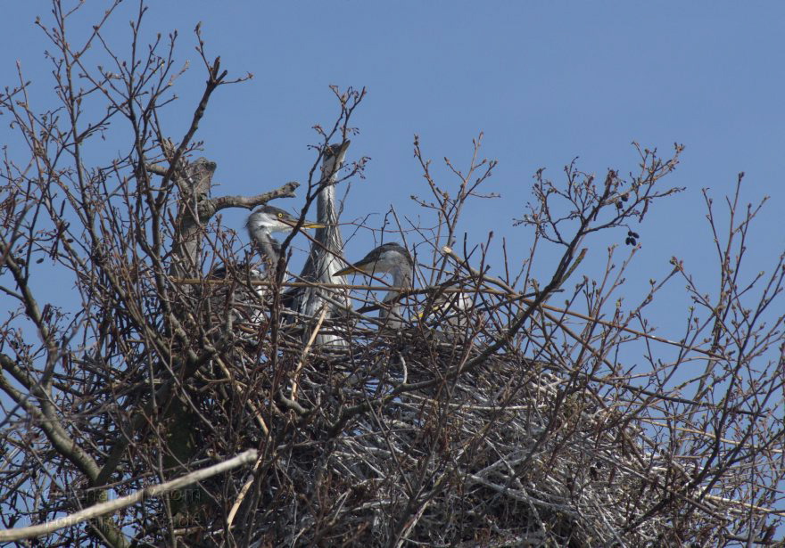 Brandenburg. Vogel. Graureiher (Ardea cinerea) Fischreiher.
24. 4. 2013. Brandenburg. Künstliche Insel zwischen der der Havel-Oder-Wasserstraße und dem Niederneuendorfer See. Vogel. Vögel. Brutkolonie. Nester. Graureiher (Ardea cinerea) Fischreiher.
Schlüsselwörter: Ardea cinerea;birds;Brandenburg;Fauna;Fischreiher;Graureiher;Niederneuendorfer See;Schreitvogel;Tiere;Vogel;Vöge;Vögel;2013