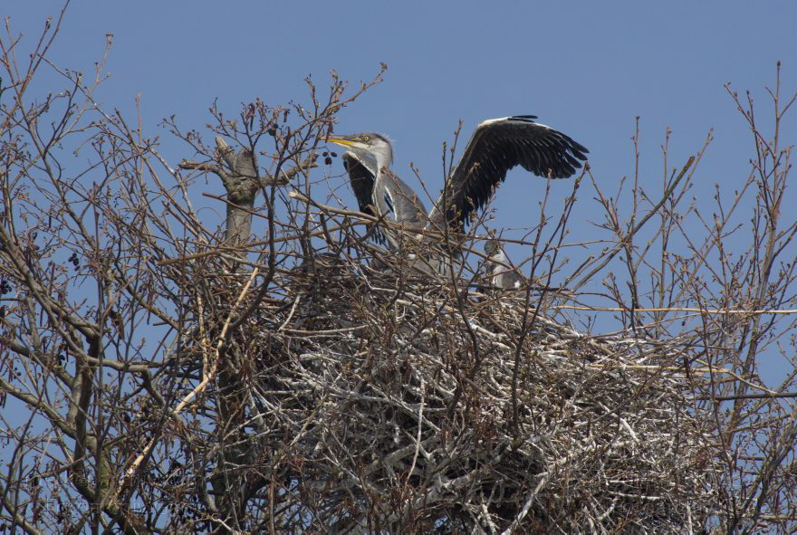 Brandenburg. Vogel. Graureiher (Ardea cinerea) Fischreiher.
24. 4. 2013. Brandenburg. Künstliche Insel zwischen der der Havel-Oder-Wasserstraße und dem Niederneuendorfer See. Vogel. Vögel. Brutkolonie. Nester. Graureiher (Ardea cinerea) Fischreiher.
Schlüsselwörter: Ardea cinerea;birds;Brandenburg;Fauna;Fischreiher;Graureiher;Niederneuendorfer See;Schreitvogel;Tiere;Vogel;Vöge;Vögel;2013