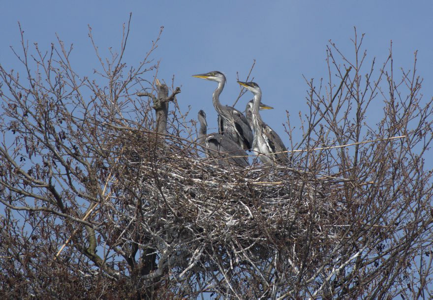 Brandenburg. Vogel. Graureiher (Ardea cinerea) Fischreiher.
24. 4. 2013. Brandenburg. Künstliche Insel zwischen der der Havel-Oder-Wasserstraße und dem Niederneuendorfer See. Vogel. Vögel. Brutkolonie. Nester. Graureiher (Ardea cinerea) Fischreiher.
Schlüsselwörter: Ardea cinerea;birds;Brandenburg;Fauna;Fischreiher;Graureiher;Niederneuendorfer See;Schreitvogel;Tiere;Vogel;Vöge;Vögel;2013