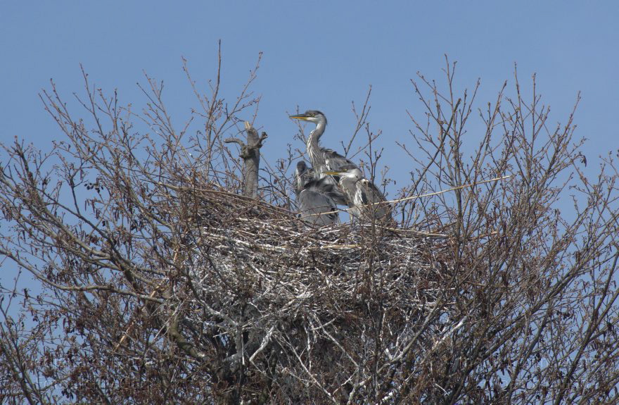Brandenburg. Vogel. Graureiher (Ardea cinerea) Fischreiher.
24. 4. 2013. Brandenburg. Künstliche Insel zwischen der der Havel-Oder-Wasserstraße und dem Niederneuendorfer See. Vogel. Vögel. Brutkolonie. Nester. Graureiher (Ardea cinerea) Fischreiher.
Schlüsselwörter: Ardea cinerea;birds;Brandenburg;Fauna;Fischreiher;Graureiher;Niederneuendorfer See;Schreitvogel;Tiere;Vogel;Vöge;Vögel;2013
