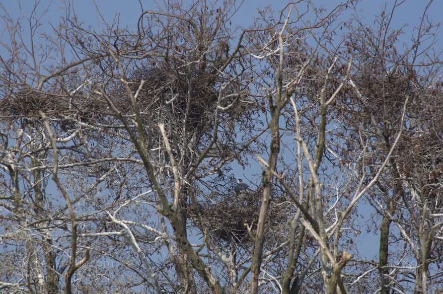 Brandenburg. Vogel. Graureiher (Ardea cinerea) Fischreiher.
24. 4. 2013. Brandenburg. Künstliche Insel zwischen der der Havel-Oder-Wasserstraße und dem Niederneuendorfer See. Vogel. Vögel. Brutkolonie. Nester. Graureiher (Ardea cinerea) Fischreiher.
Schlüsselwörter: Ardea cinerea;birds;Brandenburg;Fauna;Fischreiher;Graureiher;Niederneuendorfer See;Schreitvogel;Tiere;Vogel;Vöge;Vögel;2013