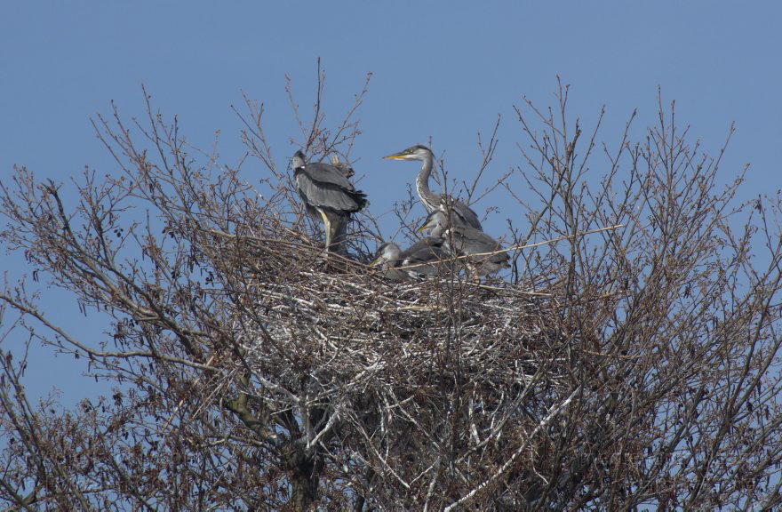 Brandenburg. Vogel. Graureiher (Ardea cinerea) Fischreiher.
24. 4. 2013. Brandenburg. Künstliche Insel zwischen der der Havel-Oder-Wasserstraße und dem Niederneuendorfer See. Vogel. Vögel. Brutkolonie. Nester. Graureiher (Ardea cinerea) Fischreiher.
Schlüsselwörter: Ardea cinerea;birds;Brandenburg;Fauna;Fischreiher;Graureiher;Niederneuendorfer See;Schreitvogel;Tiere;Vogel;Vöge;Vögel;2013