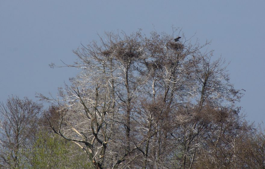 Brandenburg. Vogel. Graureiher (Ardea cinerea) Fischreiher.
24. 4. 2013. Brandenburg. Künstliche Insel zwischen der der Havel-Oder-Wasserstraße und dem Niederneuendorfer See. Vogel. Vögel. Brutkolonie. Nester. Graureiher (Ardea cinerea) Fischreiher.
Schlüsselwörter: Ardea cinerea;birds;Brandenburg;Fauna;Fischreiher;Graureiher;Niederneuendorfer See;Schreitvogel;Tiere;Vogel;Vöge;Vögel;2013