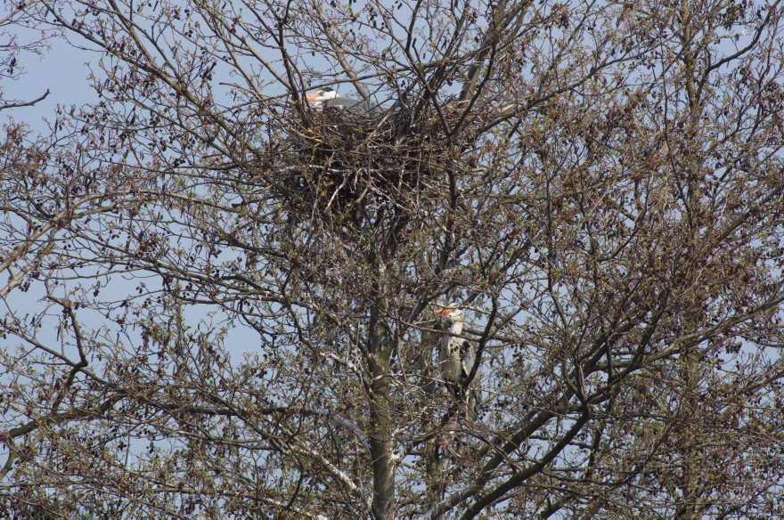 Brandenburg. Vogel. Graureiher (Ardea cinerea) Fischreiher.
24. 4. 2013. Brandenburg. Künstliche Insel zwischen der der Havel-Oder-Wasserstraße und dem Niederneuendorfer See. Vogel. Vögel. Brutkolonie. Nester. Graureiher (Ardea cinerea) Fischreiher.
Schlüsselwörter: Ardea cinerea;birds;Brandenburg;Fauna;Fischreiher;Graureiher;Niederneuendorfer See;Schreitvogel;Tiere;Vogel;Vöge;Vögel;2013