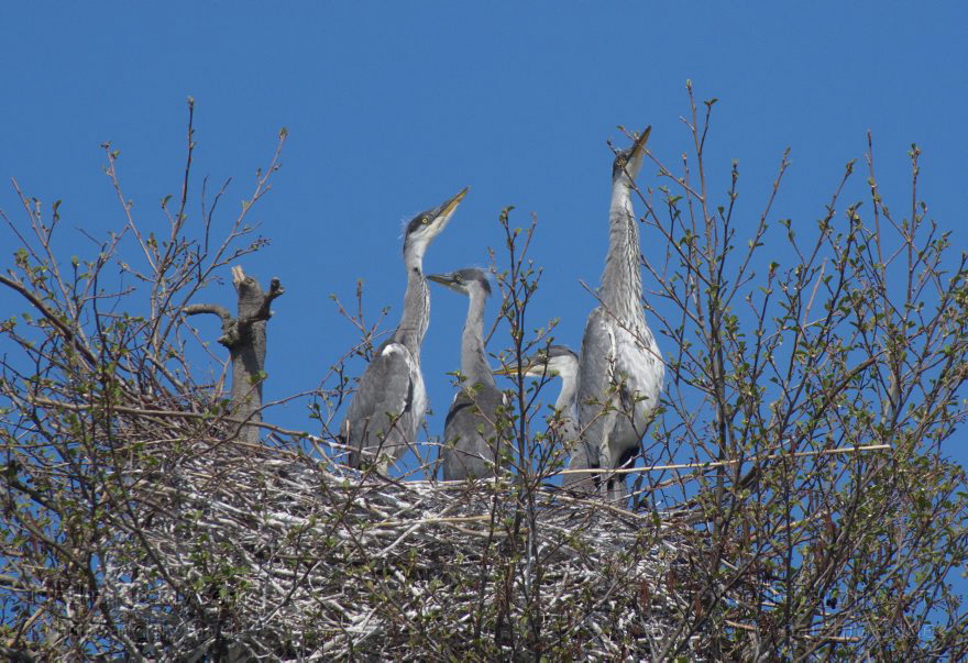 Brandenburg. Vogel. Graureiher (Ardea cinerea) Fischreiher.
28. 4. 2013. Brandenburg. Künstliche Insel zwischen der der Havel-Oder-Wasserstraße und dem Niederneuendorfer See. Vogel. Vögel. Brutkolonie. Nester. Graureiher (Ardea cinerea) Fischreiher.
Schlüsselwörter: Ardea cinerea;birds;Brandenburg;Fauna;Fischreiher;Graureiher;Niederneuendorfer See;Schreitvogel;Tiere;Vogel;Vögel;2013