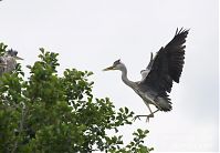 Vogel-Graureiher-20120611-112.jpg