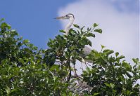 Vogel-Graureiher-20120704-0011.jpg