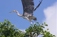 Vogel-Graureiher-20120704-0012.jpg