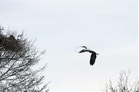 Dateiname=Vogel-Graureiher-20130421-187.jpg
Dateigröße=125KB
Abmessungen: 880x584
hinzugefügt am: 06. Januar 2016 Vogel-Graureiher-20130421-187.jpg