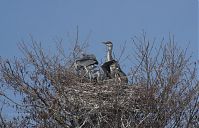 Vogel-Graureiher-20130424-189.jpg