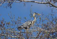 Vogel-Graureiher-20130428-101.jpg