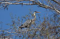 Vogel-Graureiher-20130428-103.jpg