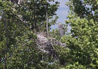 Vogel-Graureiher-Kolonie-20120609-51.jpg