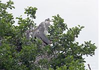 Dateiname=Vogel-Graureiher-Kolonie-20120611-116.jpg
Dateigröße=246KB
Abmessungen: 880x621
hinzugefügt am: 06. Januar 2016 Vogel-Graureiher-Kolonie-20120611-116.jpg