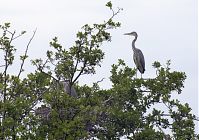 Dateiname=Vogel-Graureiher-Kolonie-20120611-120.jpg
Dateigröße=275KB
Abmessungen: 880x616
hinzugefügt am: 06. Januar 2016 Vogel-Graureiher-Kolonie-20120611-120.jpg