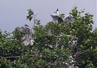 Dateiname=Vogel-Graureiher-Kolonie-20120704-0019.jpg
Dateigröße=283KB
Abmessungen: 880x613
hinzugefügt am: 06. Januar 2016 Vogel-Graureiher-Kolonie-20120704-0019.jpg