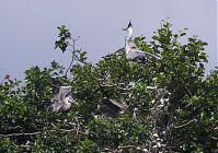 Vogel-Graureiher-Kolonie-20120704-0020.jpg