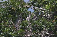 Dateiname=Vogel-Graureiher-Kolonie-20120704-0026.jpg
Dateigröße=321KB
Abmessungen: 880x584
hinzugefügt am: 06. Januar 2016 Vogel-Graureiher-Kolonie-20120704-0026.jpg