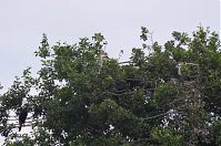 Dateiname=Vogel-Graureiher-Kolonie-20120708-67.jpg
Dateigröße=258KB
Abmessungen: 880x584
hinzugefügt am: 06. Januar 2016 Vogel-Graureiher-Kolonie-20120708-67.jpg