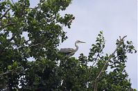 Dateiname=Vogel-Graureiher-Kolonie-20120708-90.jpg
Dateigröße=254KB
Abmessungen: 880x584
hinzugefügt am: 06. Januar 2016 Vogel-Graureiher-Kolonie-20120708-90.jpg