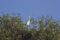 Vogel-Graureiher-Kolonie-20121021-101.jpg
