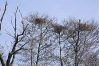 Vogel-Graureiher-Kolonie-20130421-184.jpg