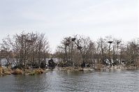Dateiname=Vogel-Graureiher-Kolonie-20130421-194.jpg
Dateigröße=226KB
Abmessungen: 880x584
hinzugefügt am: 06. Januar 2016 Vogel-Graureiher-Kolonie-20130421-194.jpg