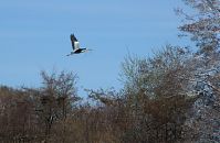 Dateiname=Vogel-Graureiher-Kolonie-20130421-201.jpg
Dateigröße=209KB
Abmessungen: 880x575
hinzugefügt am: 06. Januar 2016 Vogel-Graureiher-Kolonie-20130421-201.jpg