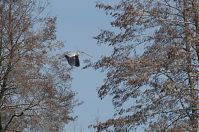 Dateiname=Vogel-Graureiher-Kolonie-20130421-203.jpg
Dateigröße=278KB
Abmessungen: 880x584
hinzugefügt am: 06. Januar 2016 Vogel-Graureiher-Kolonie-20130421-203.jpg