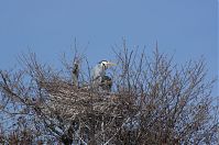 Dateiname=Vogel-Graureiher-Kolonie-20130424-150.jpg
Dateigröße=279KB
Abmessungen: 880x584
hinzugefügt am: 06. Januar 2016 Vogel-Graureiher-Kolonie-20130424-150.jpg