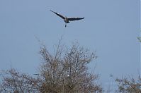 Dateiname=Vogel-Graureiher-Kolonie-20130424-156.jpg
Dateigröße=144KB
Abmessungen: 880x584
hinzugefügt am: 06. Januar 2016 Vogel-Graureiher-Kolonie-20130424-156.jpg