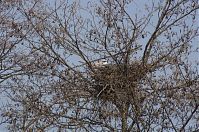 Dateiname=Vogel-Graureiher-Kolonie-20130424-157.jpg
Dateigröße=434KB
Abmessungen: 880x584
hinzugefügt am: 06. Januar 2016 Vogel-Graureiher-Kolonie-20130424-157.jpg