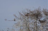 Dateiname=Vogel-Graureiher-Kolonie-20130424-160.jpg
Dateigröße=220KB
Abmessungen: 880x584
hinzugefügt am: 06. Januar 2016 Vogel-Graureiher-Kolonie-20130424-160.jpg
