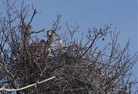 Vogel-Graureiher-Kolonie-20130424-172.jpg