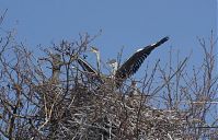 Dateiname=Vogel-Graureiher-Kolonie-20130424-174.jpg
Dateigröße=275KB
Abmessungen: 880x564
hinzugefügt am: 06. Januar 2016 Vogel-Graureiher-Kolonie-20130424-174.jpg