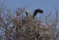 Dateiname=Vogel-Graureiher-Kolonie-20130424-175.jpg
Dateigröße=329KB
Abmessungen: 880x591
hinzugefügt am: 06. Januar 2016 Vogel-Graureiher-Kolonie-20130424-175.jpg