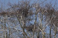Vogel-Graureiher-Kolonie-20130424-188.jpg