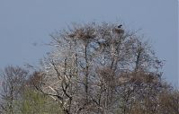 Dateiname=Vogel-Graureiher-Kolonie-20130424-199.jpg
Dateigröße=246KB
Abmessungen: 880x562
hinzugefügt am: 06. Januar 2016 Vogel-Graureiher-Kolonie-20130424-199.jpg