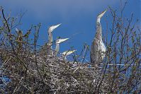 Vogel-Graureiher-Kolonie-20130428-108.jpg