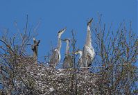 Dateiname=Vogel-Graureiher-Kolonie-20130428-117.jpg
Dateigröße=300KB
Abmessungen: 880x603
hinzugefügt am: 06. Januar 2016 Vogel-Graureiher-Kolonie-20130428-117.jpg