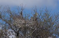 Dateiname=Vogel-Graureiher-Kolonie-20130428-125.jpg
Dateigröße=317KB
Abmessungen: 880x579
hinzugefügt am: 06. Januar 2016 Vogel-Graureiher-Kolonie-20130428-125.jpg