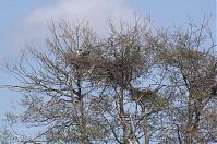 Vogel-Graureiher-Kolonie-20140412-102.jpg