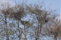 Vogel-Graureiher-Kolonie-20140412-103.jpg
