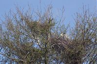 Vogel-Graureiher-Kolonie-20140412-105.jpg